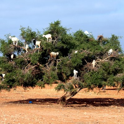 goats in trees