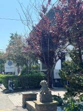 Ellery Hotel Provincetown